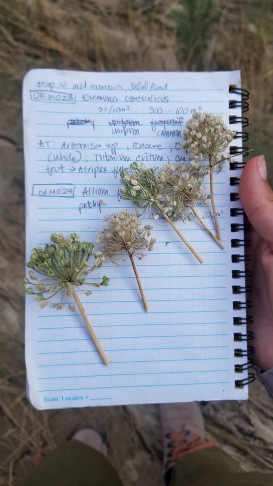 Allium seeds which have just been collected in the wild in Kyrgyzstan being held on top of a white notebook page with notes about their collection