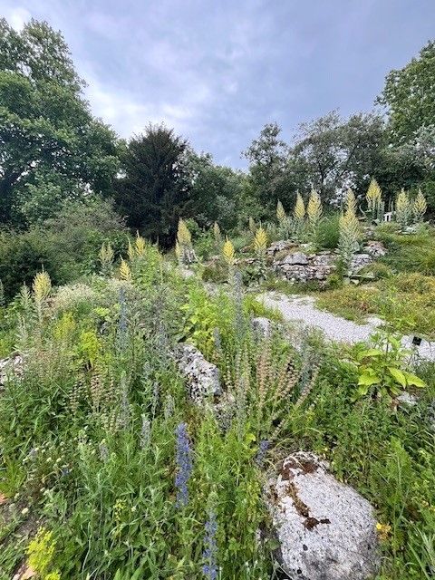 A view across the British Wildflowers Area at Cambridge University Botanic Garden