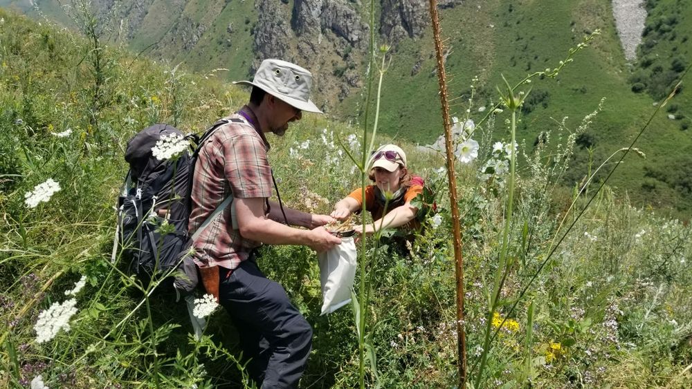 Two CUBG botanists on a hillside in Kyrgyzstan collecting seeds into a bag