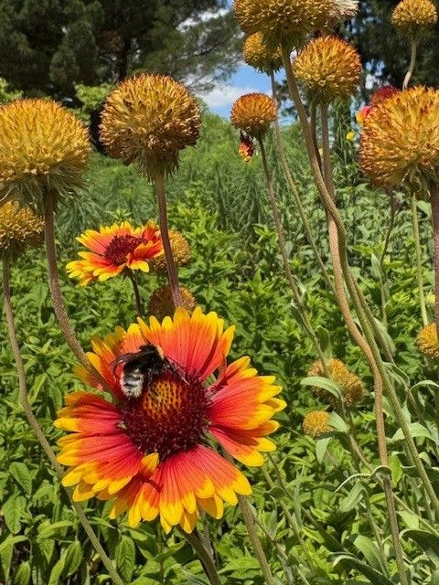 Close up of a blanket flower (Gaillardia aristata), a daisy-type flower with an orange centre and yellow petals, being visited by a bee