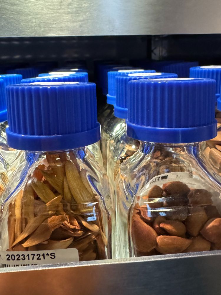 Close up of two clear, labelled flasks with blue lids, each containing seeds and forming part of the CUBG Seed Bank