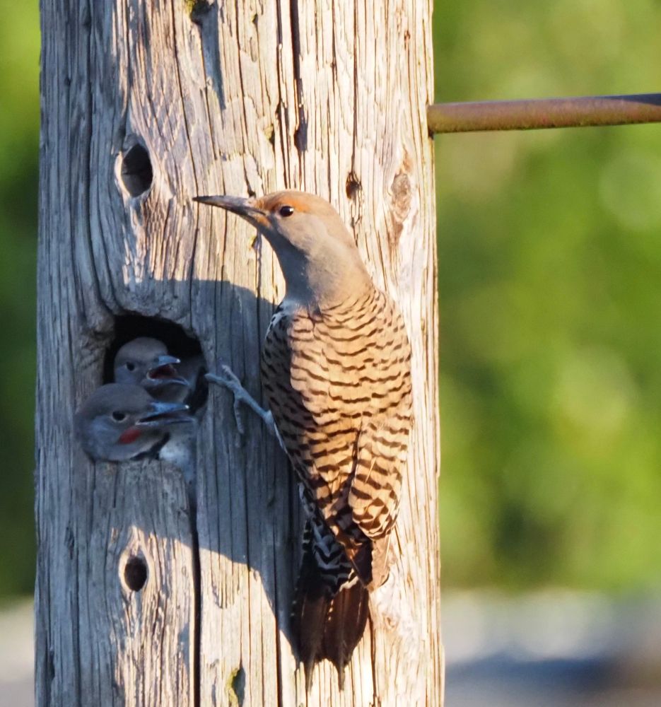 An adult female Northern Flicker on a utility pole. Two chicks with their heads poking out of a hole in the pole. 