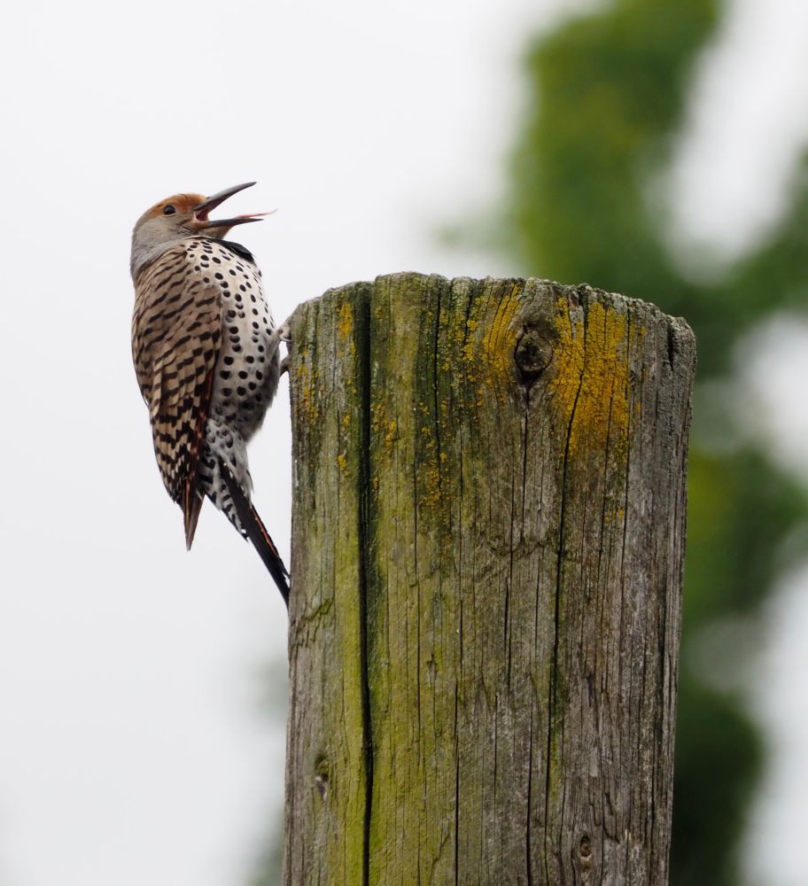 A Northern Flicker on the side of the top of a wooden utility pole, with it’s beak open and tongue out