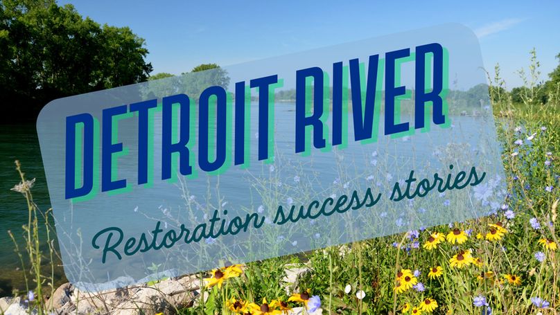 Detroit River Restoration Succes Stories