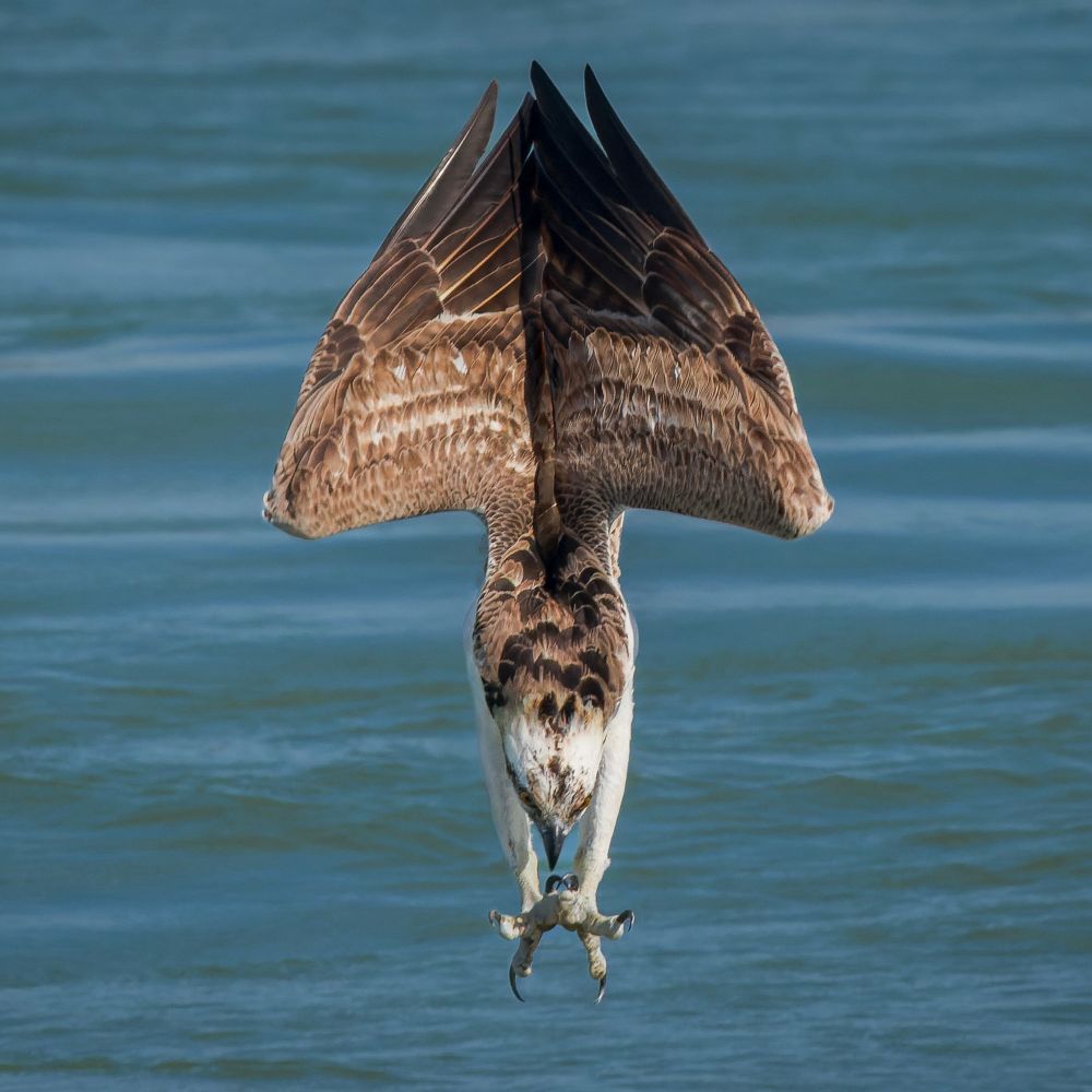 A brown and white bird of prey dives toward the water with wings swept back and talons extended. Photographed in Sebastian, Florida