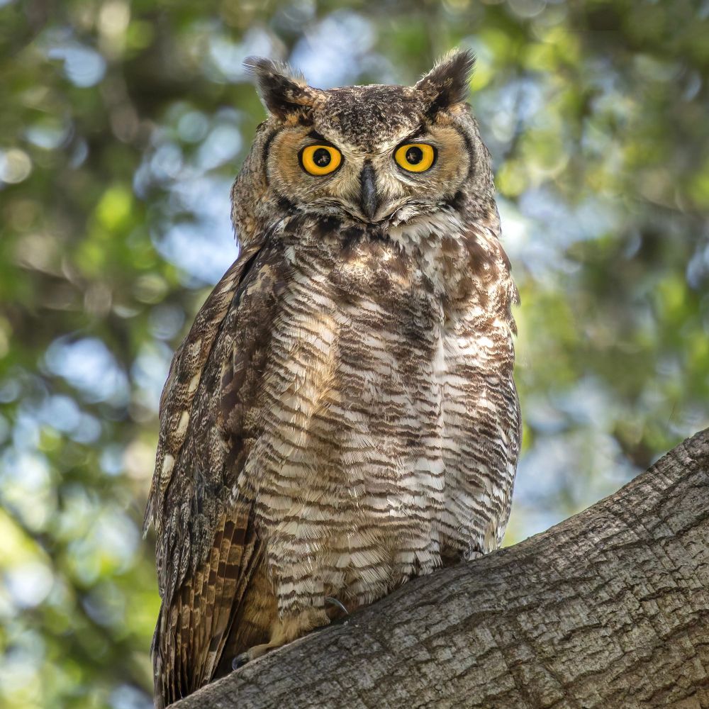 A large owl with yellow eyes, perched on a branch against a leafy background. Photographed in Pasadena, California