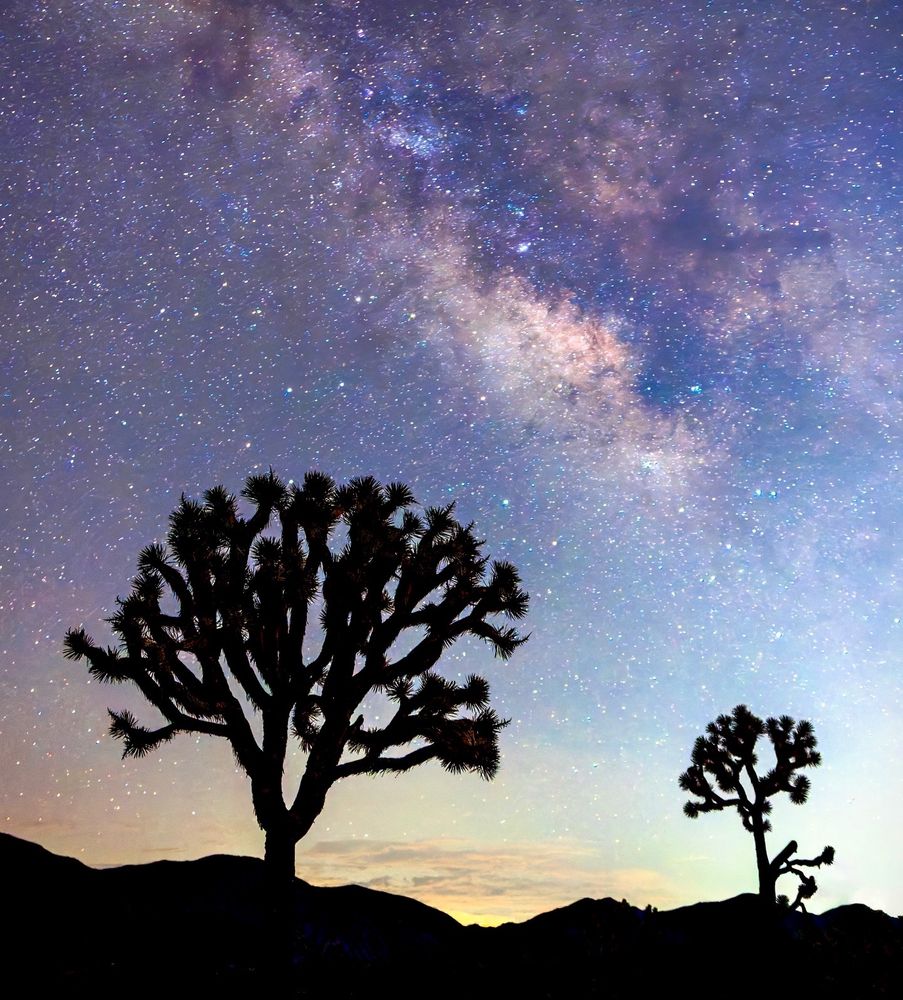 Silhouetted desert trees with spiky branches beneath a glowing arc of the Milky Way.