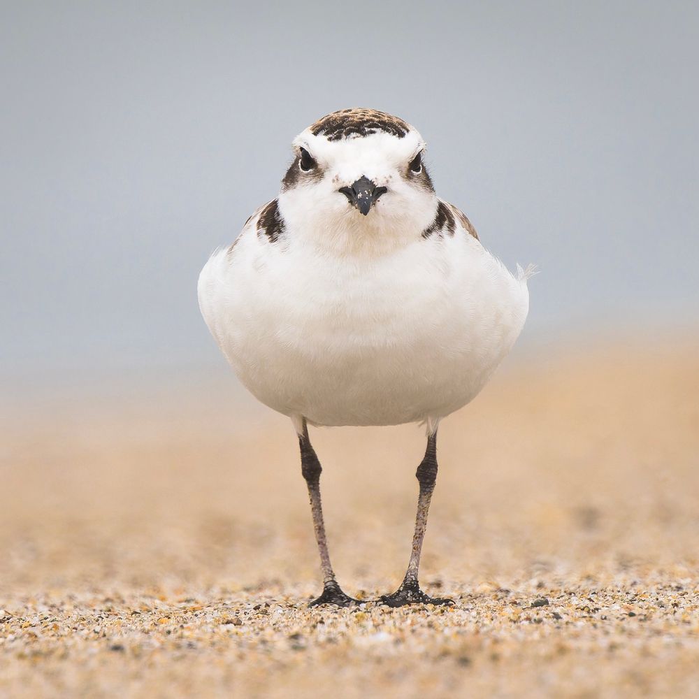 A small white shorebird with dark markings around its head stands on sand, staring directly at the camera. Photographed in Oxnard, California.