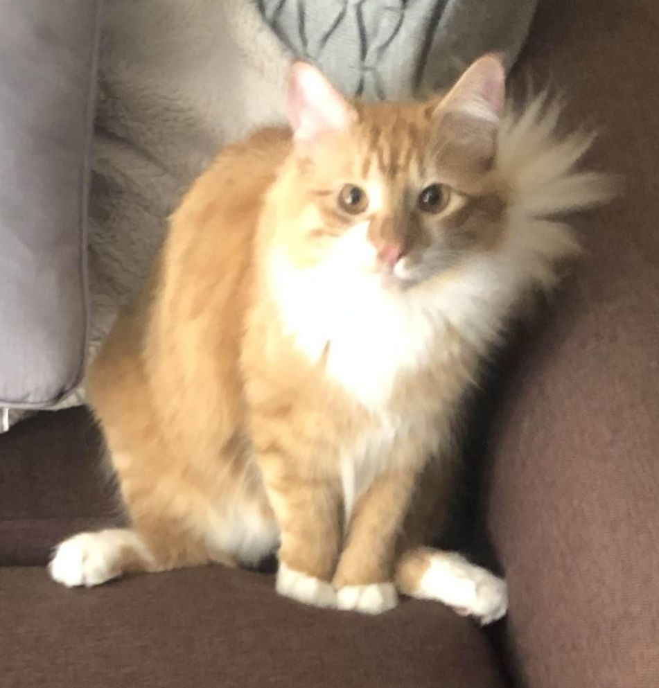 My orange and white fluffy cat,Moxley John Fluff, sitting on the  couch staring straight into the camera.