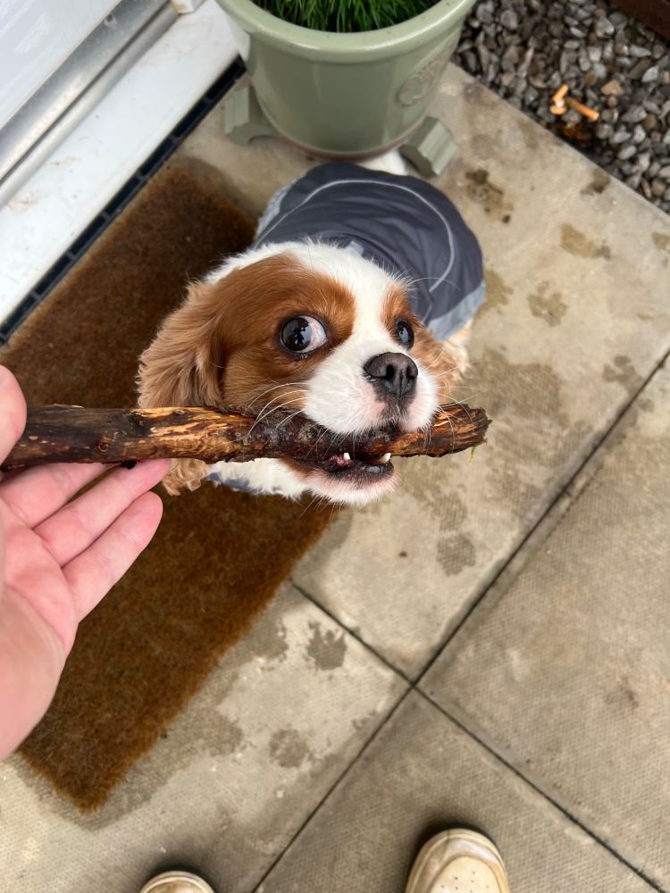 White and tan Cavalier King Charles holding a stick she does not want to give up.