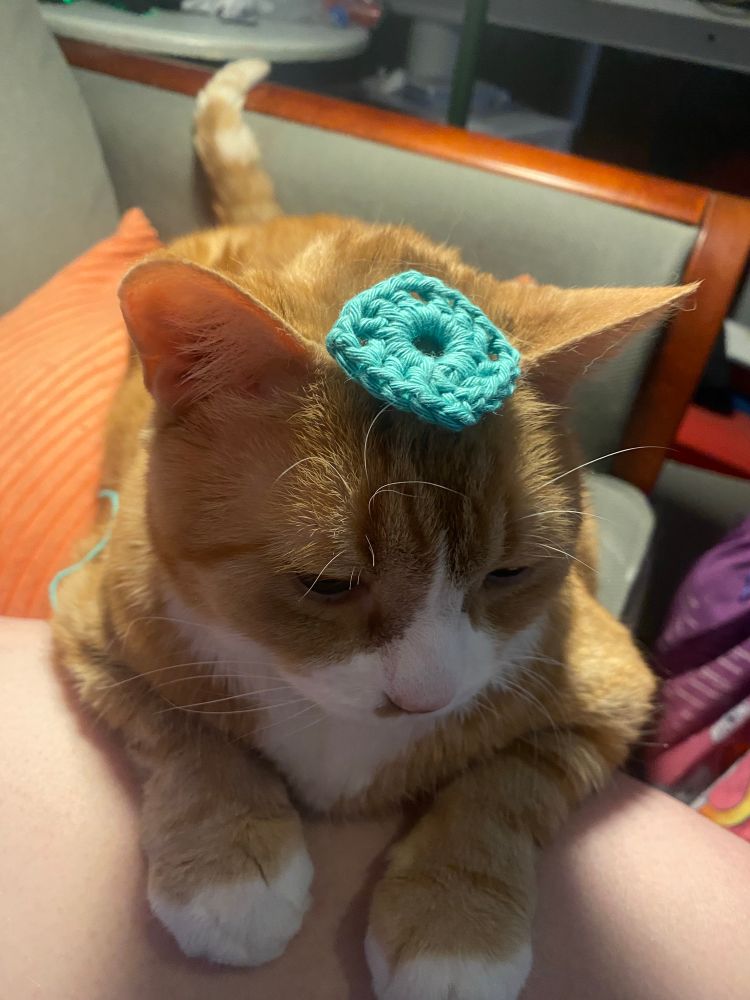 An orange and white cat with a crocheted, turquoise square lying on his head like a little beret. 