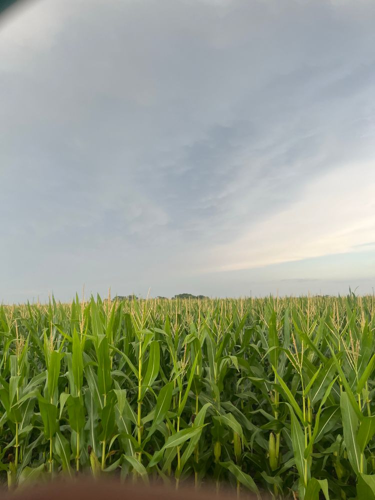 Actually have corn growing around me for the first time in two and half years due to the great rain. 