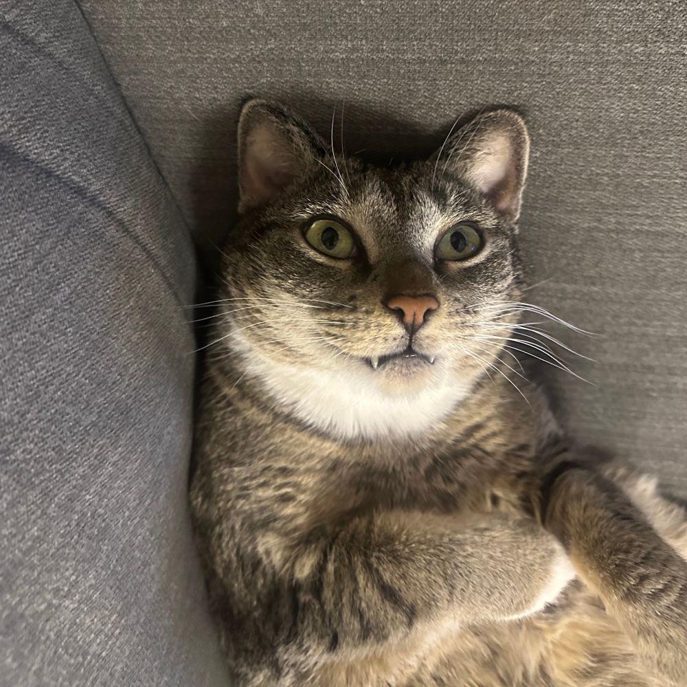 Photo of a tabby cat lying on her back, her little fangs exposed