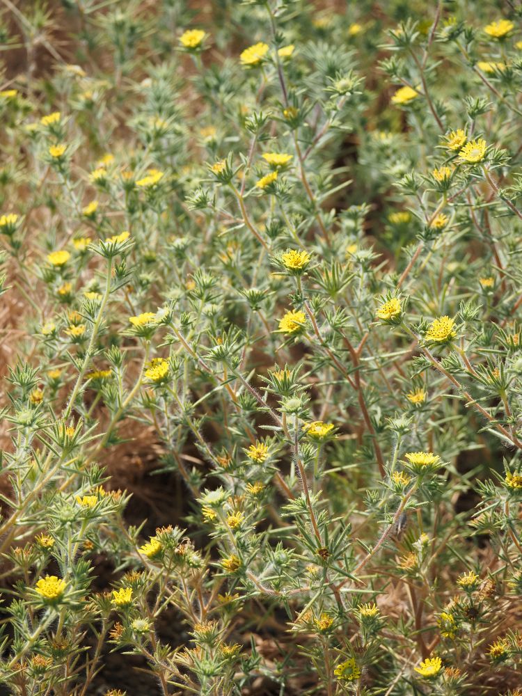 Yellow flowers of Centromadia fitchii