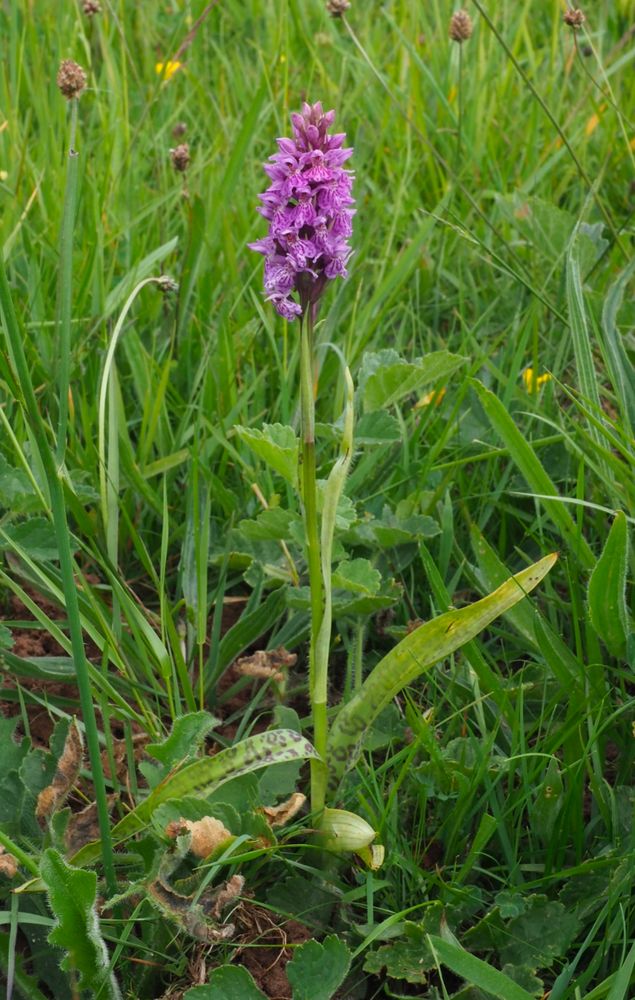 Pink orchid spike in long grass