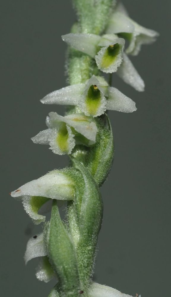 The crystalline white and green flowers of autumn lady's tresses, spiralling up their green hairy stem
