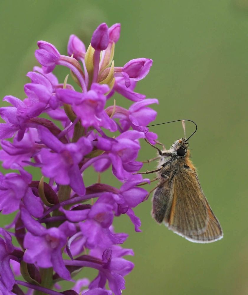 Small butterfly resting on the pink flowers of an orchid 