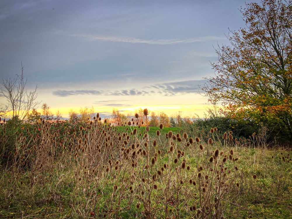 A view of part of a nature reserve. There are teasels growing in the centre. The grass is pale green. To the right is a tree with some golden leaves. To the left is a smaller tree with no leaves. The sun is setting, painting a band of lemon yellow on the horizon under dove grey clouds