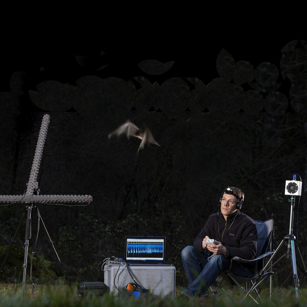 A bat flies through the night sky; in the foreground, a scientist sits on a folding chair outdoors, surrounded by acoustic analysis equipment.
Credit: Axel Griesch
