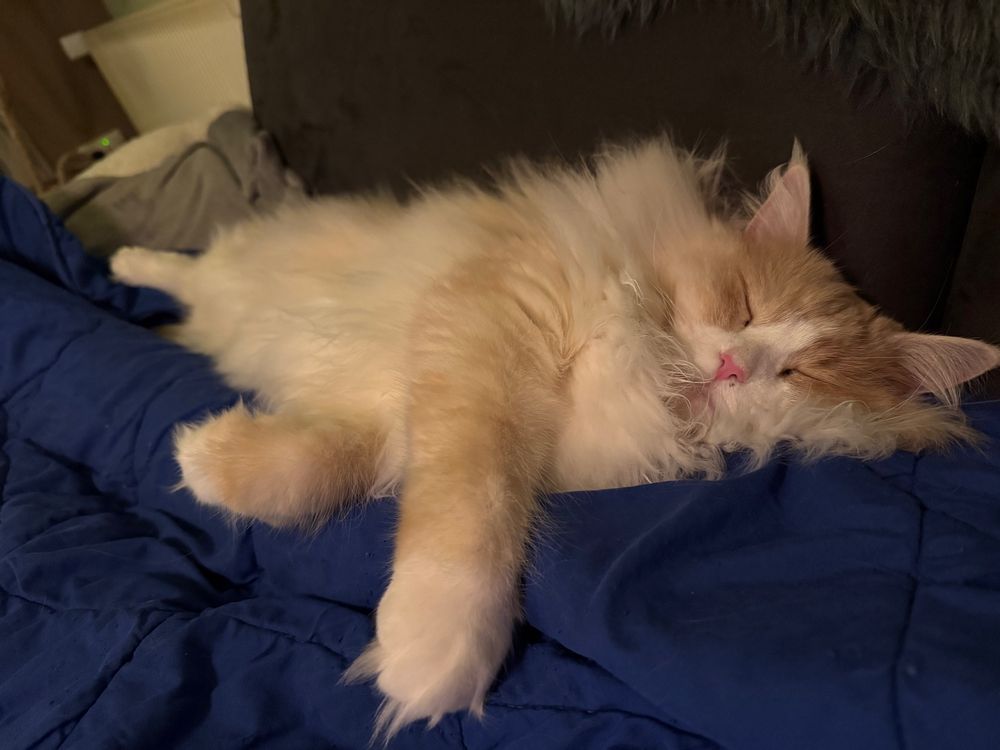 ein Foto von Dori, meiner Katze, schlafend auf dem Sofa