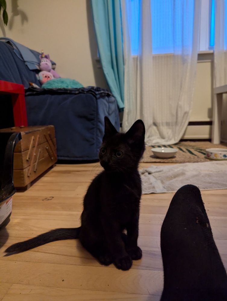 A tiny black kitten (actually extremely dark grey, with magical light absorbing fur) sits on the floor, looking off to the side.