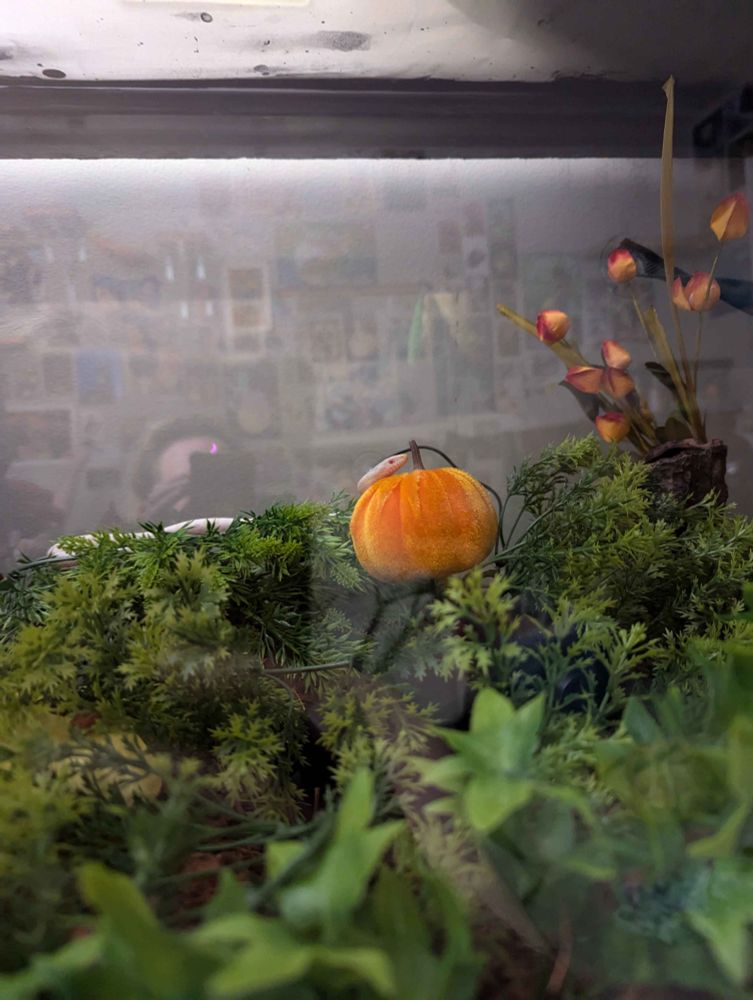 A picture of a small, pinkish corn snake resting its head on a foam pumpkin in its tank enclosure. 