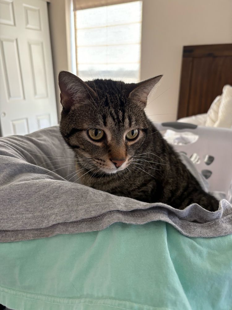 Striped cat on clean laundry, his name is Theo