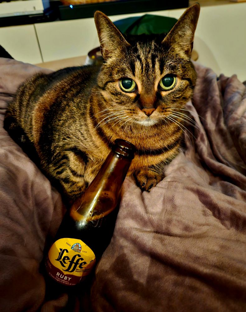 Galactica et sa leffe sur mes genoux 