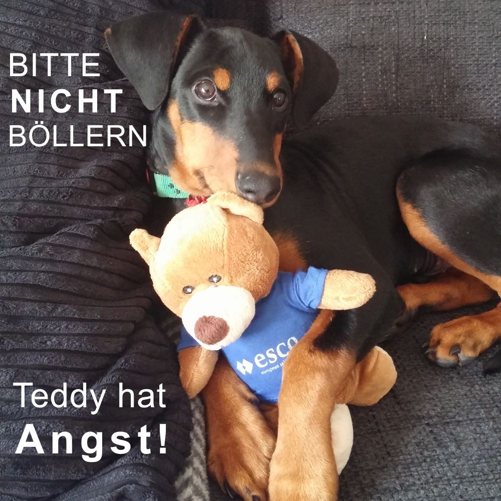 Bild eines Hundes mit Teddy in den Pfoten und Text "Bitte nicht böllern. Teddy hat Angst"