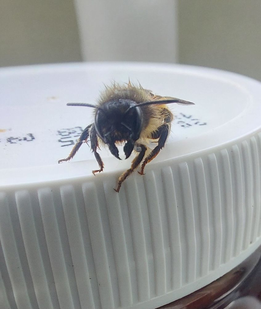 Frontale Nahaufnahme einer Biene auf einem Gefäß mit weißem Schraubverschluss. Das Gesicht der Biene sieht äußerst grimmig aus.
