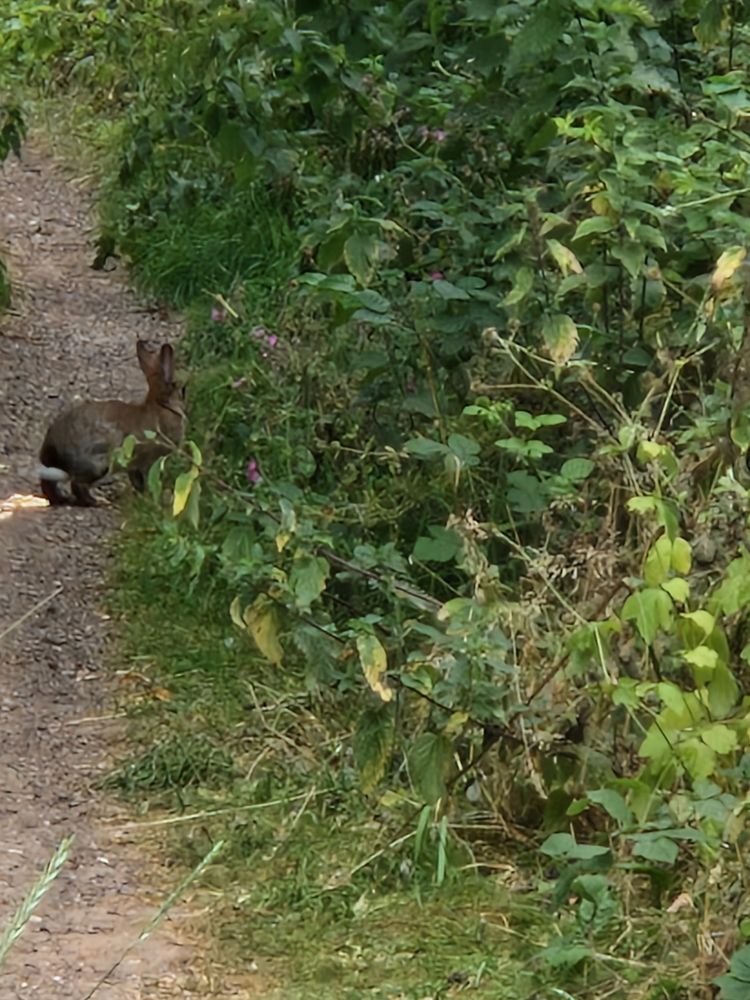 Just caught the bunny in the photo 