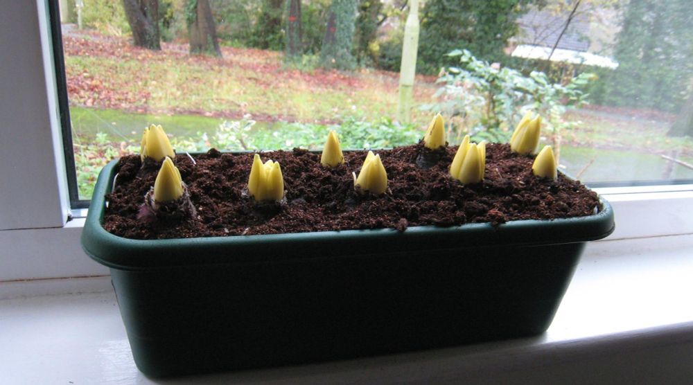 Small trough of hyacinths sitting on window sill,  9 white/yellow shoots just starting to be visible.