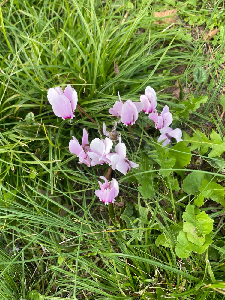 Cyclamens. Jardin. Loiret 