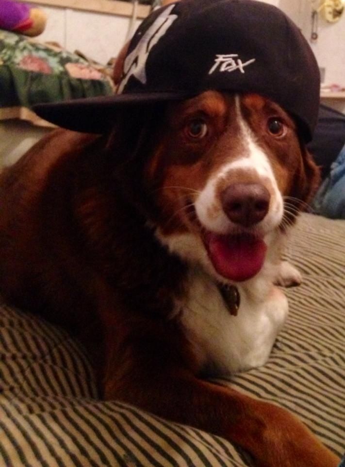 My Australian Shepherd, Tabby, with my hat