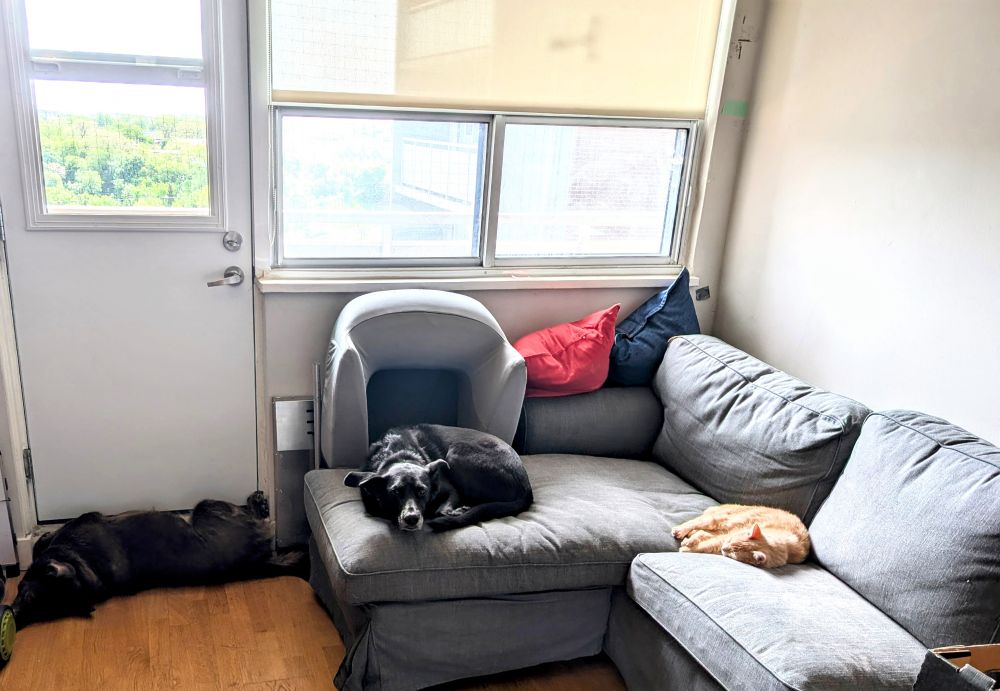 Two medium size doggos of unknown breeds and a cat chilling in a sunny living room with a gray sectional sofa to the left of the frame. Behind them is a large window and a windowed door to a terrace.

A brown dog is on the floor to the left of the sofa. She's lying on her side, and pressing her belly against the bottom edge of the terrace door. A sleek black dog and an orange tabby cat are curled up on different sections of the sofa. It's a very cute tableau 