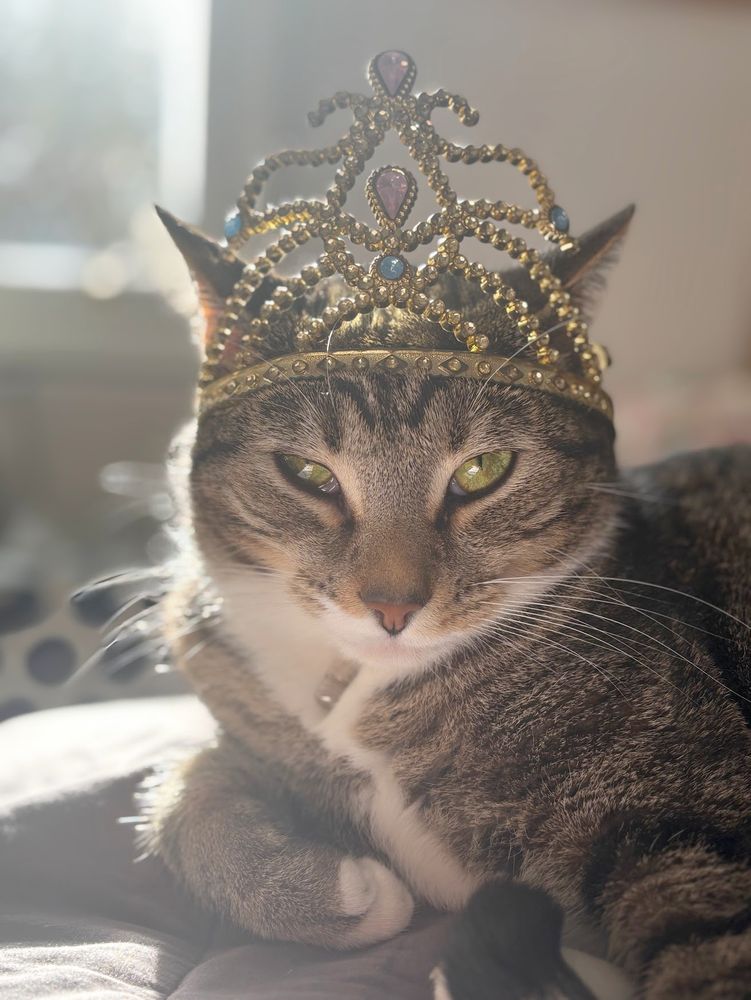 A close-up portrait of Maurice, a two-year-old grey-white tabby who has soft fur and sharp claws and a stocky body, wearing a golden tiara. 