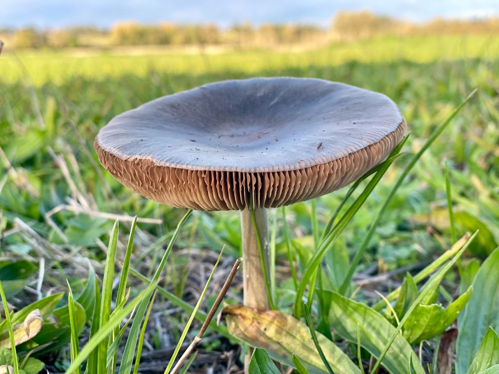 Large flat fungi with brown gills