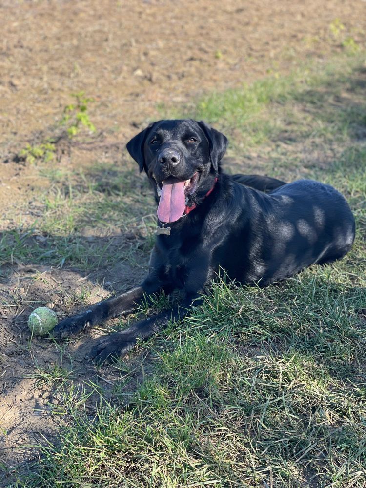 A black Labrador lying down with tongue out and a tennis ball in front of him.