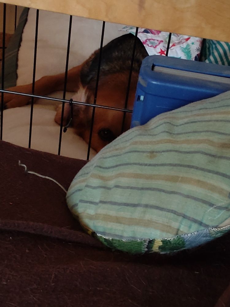 A dog in a den stares at you with one eye, the other half of her face obscured by a plastic box and a round cushion.