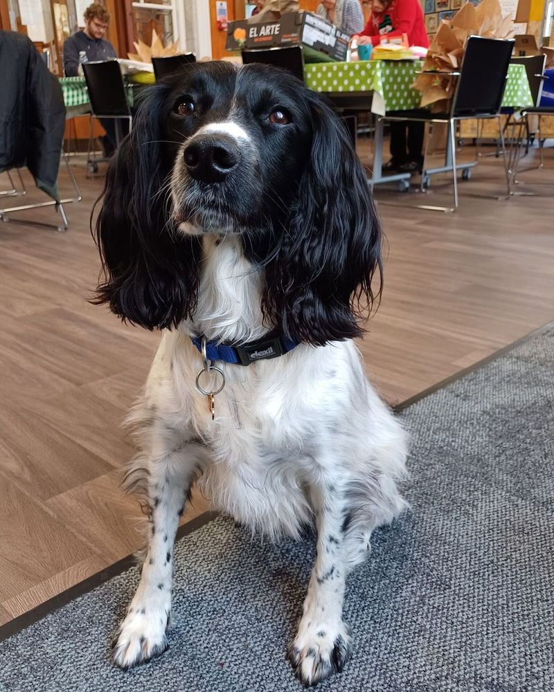 Bonnie the spaniel, who supports people using Elder Park Library in Govan, Glasgow.