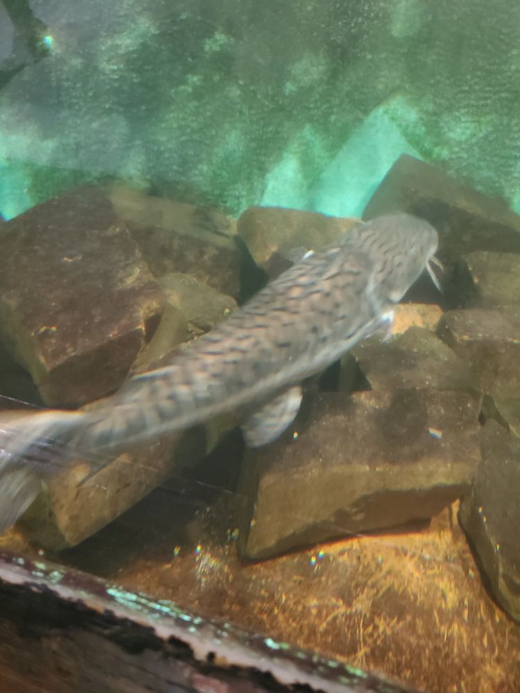 A large fish in an aquarium, which has a brown and black pattern, not unlike leopard print, but more unique