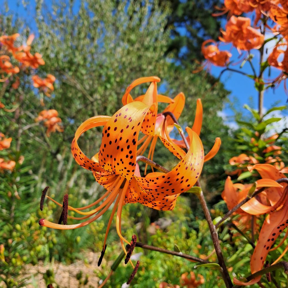 Une chouette fleur orange à points noirs dont j'ignore le nom 