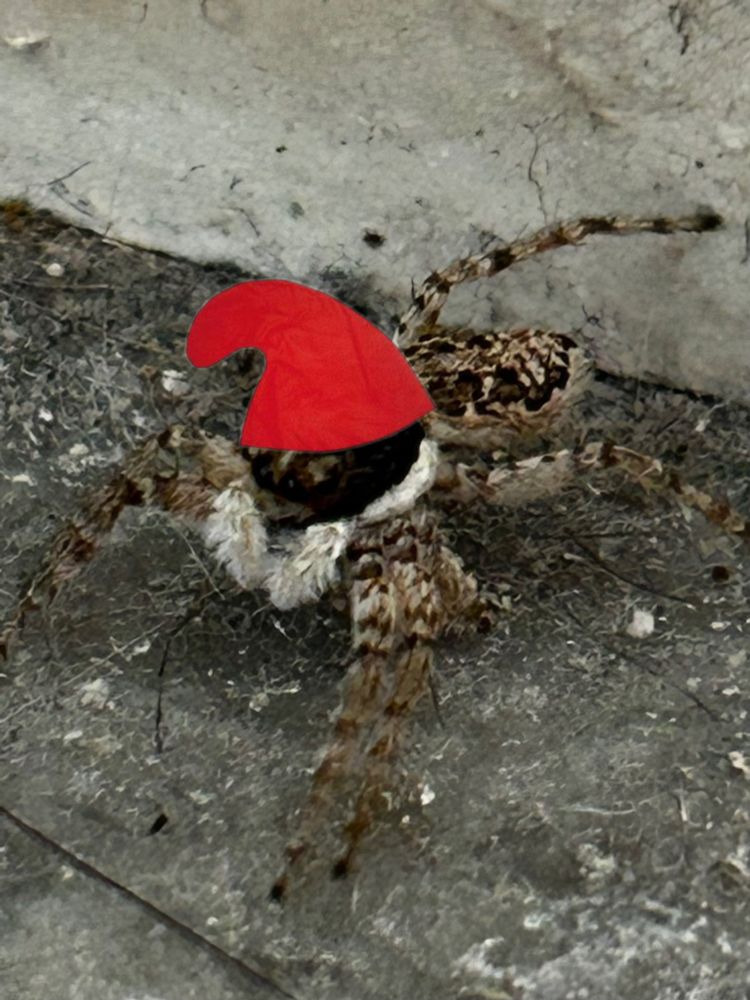 A spider with a Smurf hat 