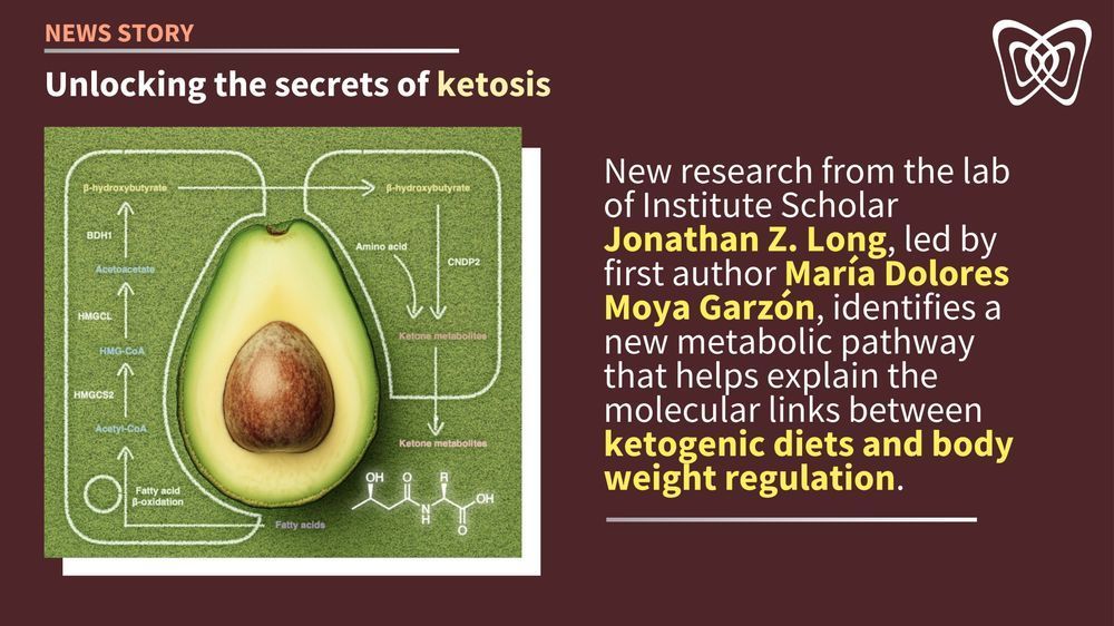 New research from the lab of Institute Scholar Jonathan Z. Long, led by first author María Dolores Moya Garzón, identifies a new metabolic pathway that helps explain the molecular links between ketogenic diets and body weight regulation.