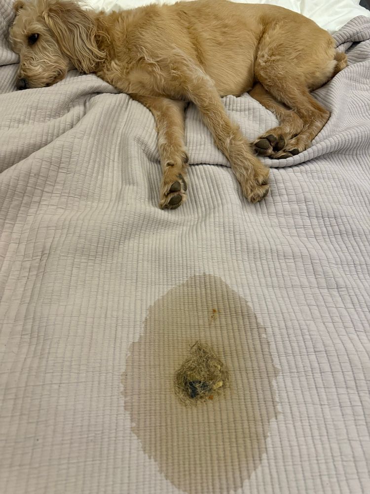 Guilty labradoodle lying on bedspread. In the foreground of the picture we can see a pile of vomit, the liquid seeping through the bedspread, quilt cover and duvet. In the vomit is an assortment of hair from the foreleg of an animal treat. 
