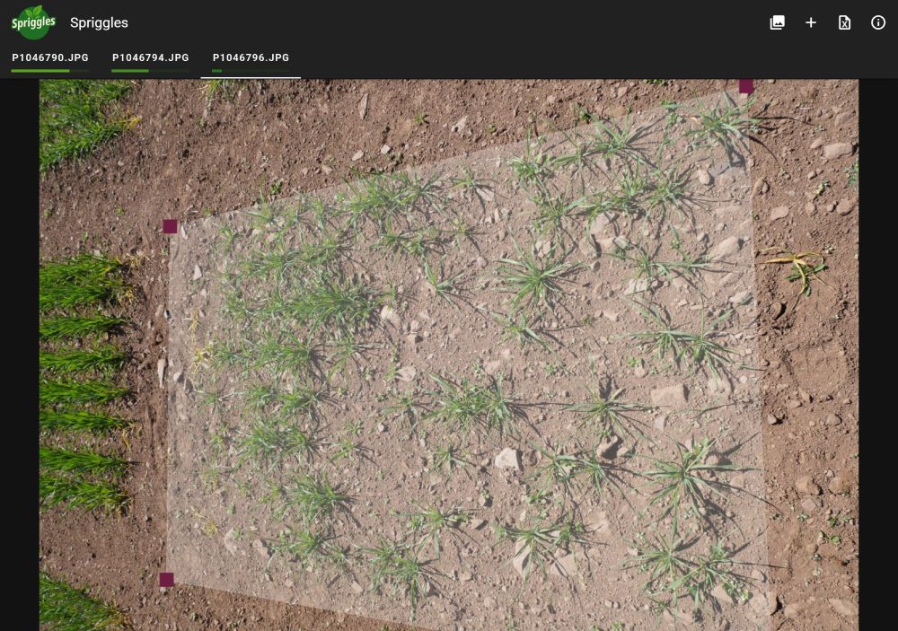 A screenshot of a different barley plot showing poor emergence and very low ground coverage. The same polygon selection is made on this image for vegetation index estimation.
