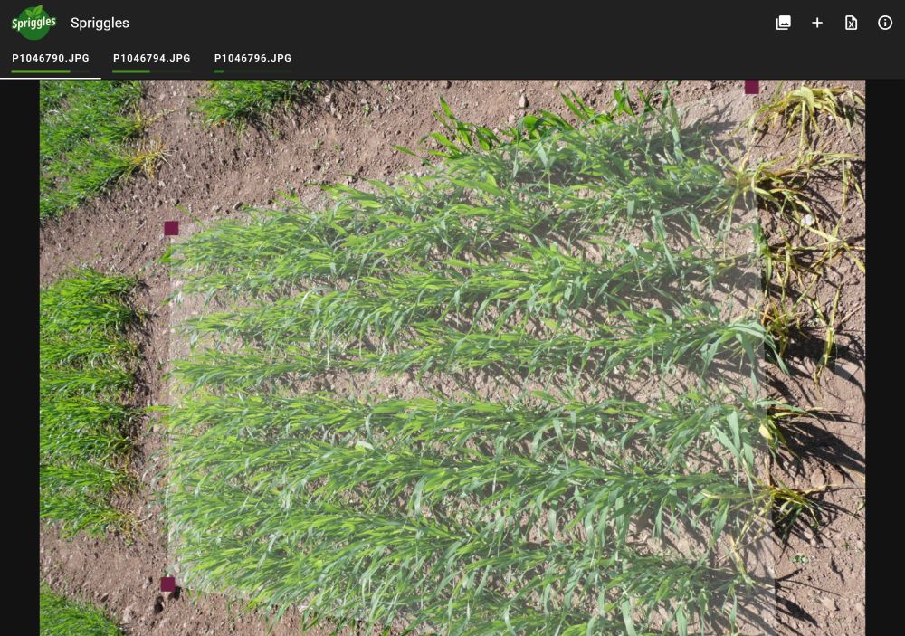 A screenshot of Spriggles where an photo of a barley plot is shown. A polygon is used to select the area of interest for vegetation index estimation.