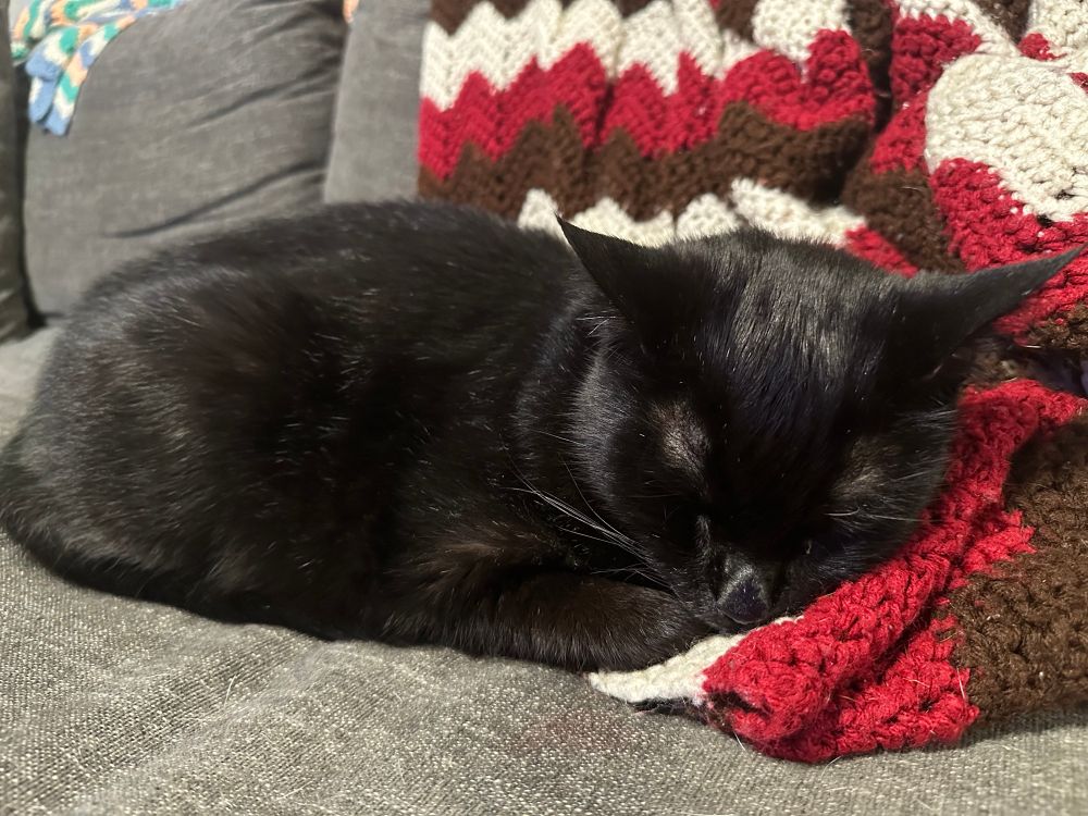 My adorable cat Roosevelt sleeping on the couch 