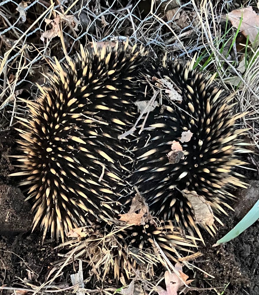 An echidna caught trying to get through the fence, with face buried for protection