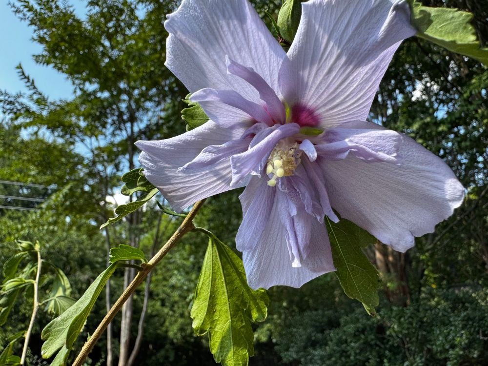 Blue Chiffon in bloom